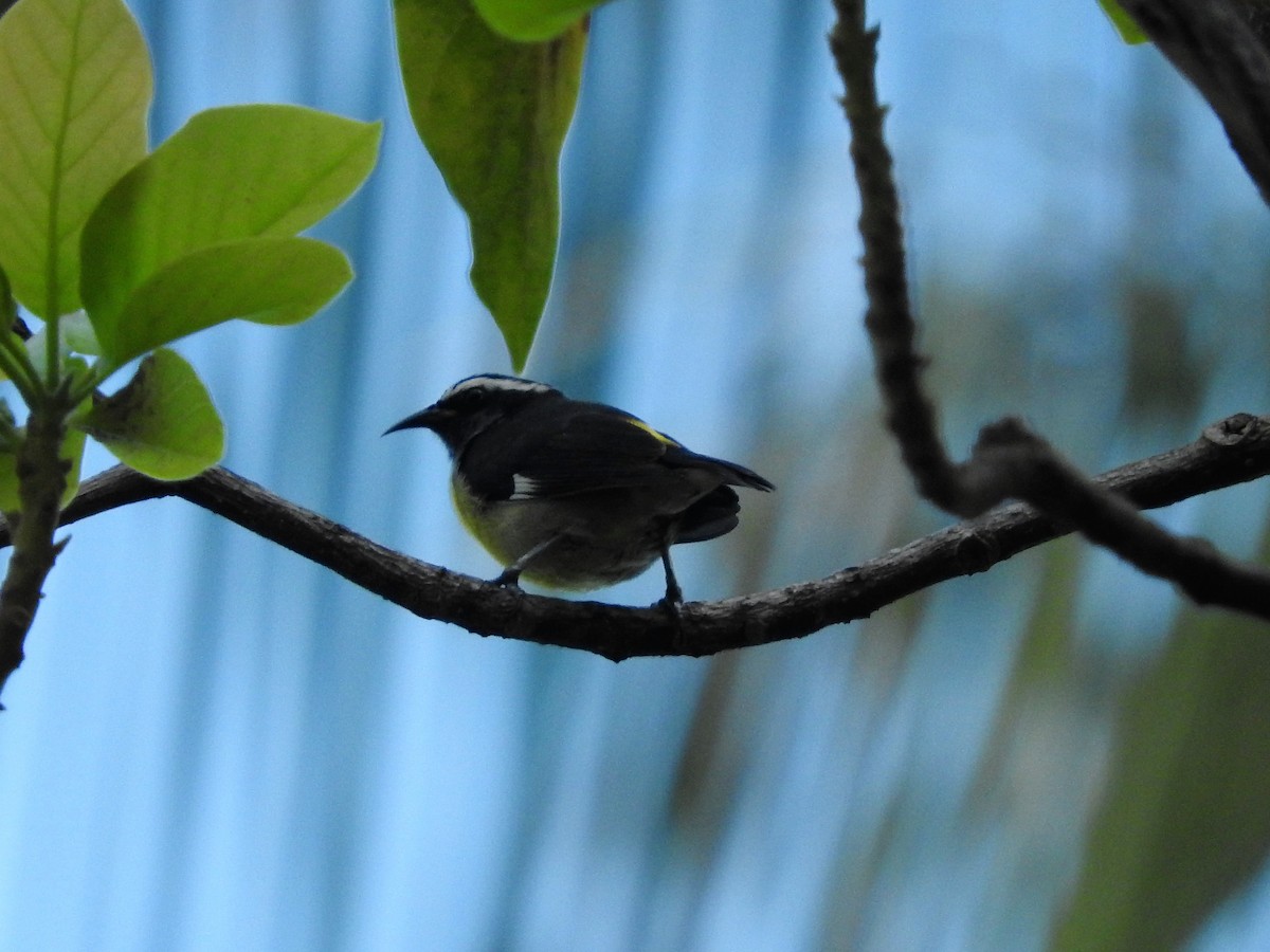 Sucrier à ventre jaune - ML647175202