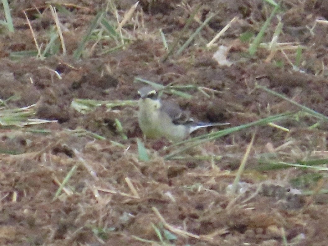 Eastern Yellow Wagtail - ML647175204