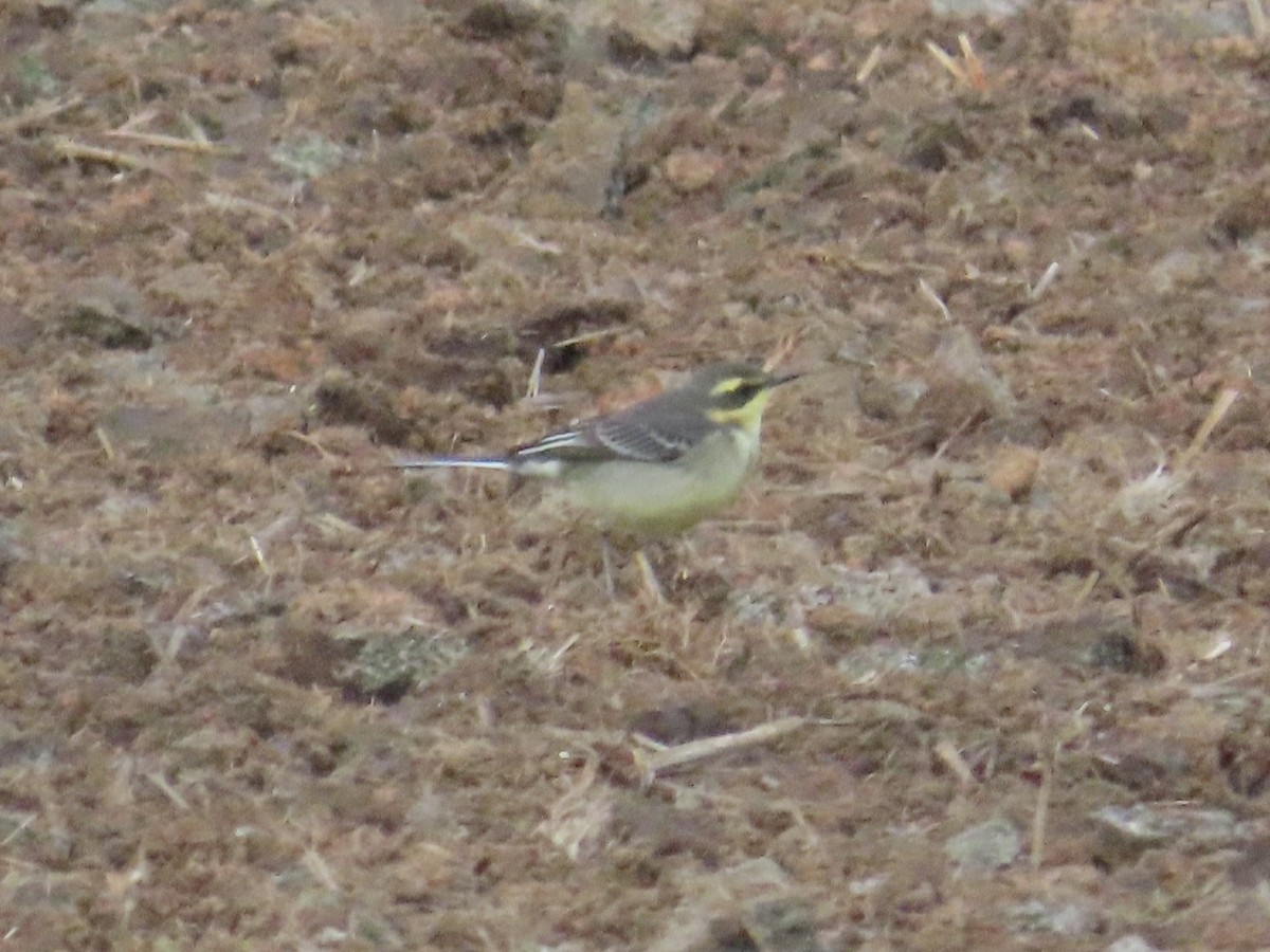 Eastern Yellow Wagtail - ML647175205
