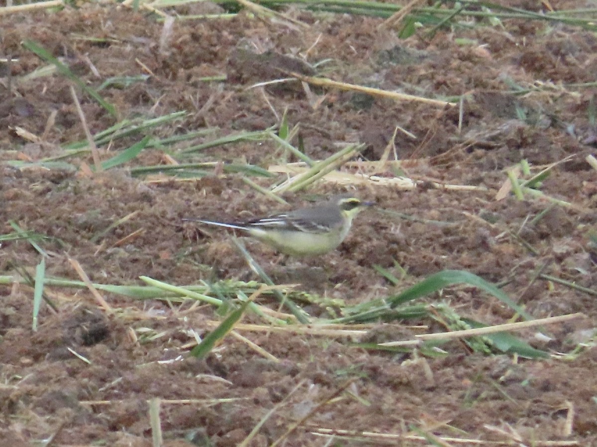 Eastern Yellow Wagtail - ML647175206
