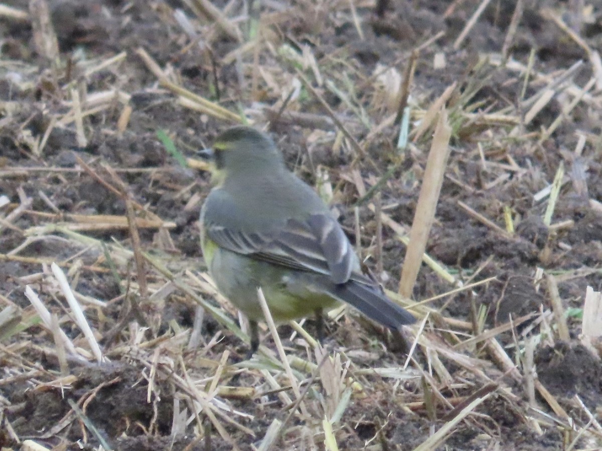 Eastern Yellow Wagtail - ML647175207