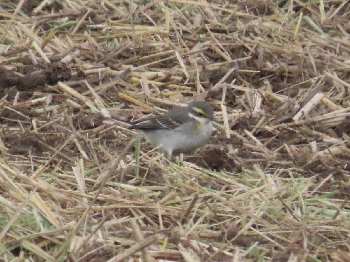 Eastern Yellow Wagtail - ML647175208