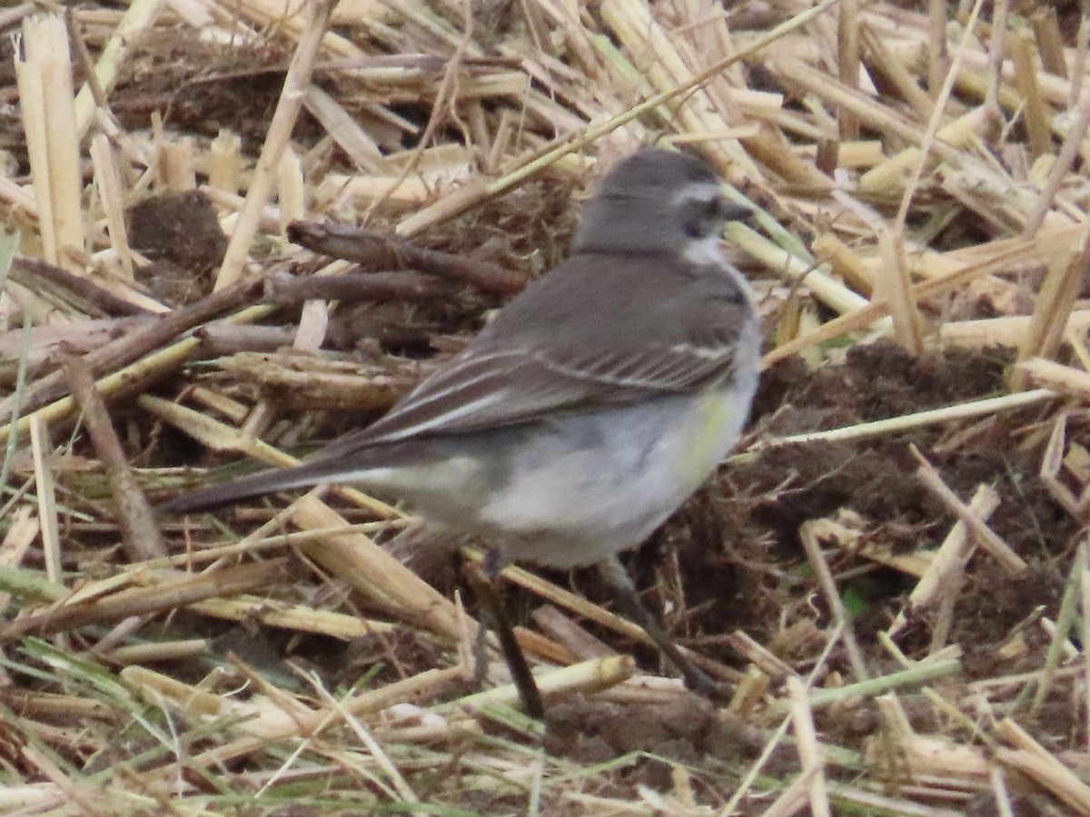Eastern Yellow Wagtail - ML647175209