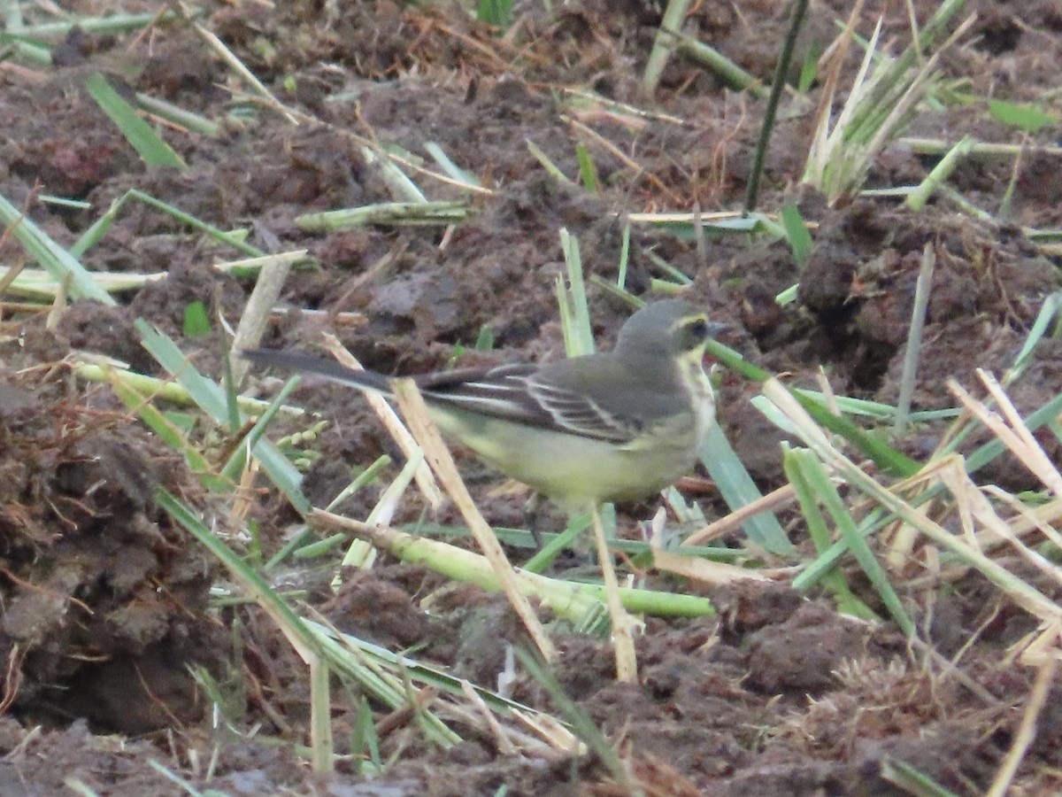 Eastern Yellow Wagtail - ML647175210