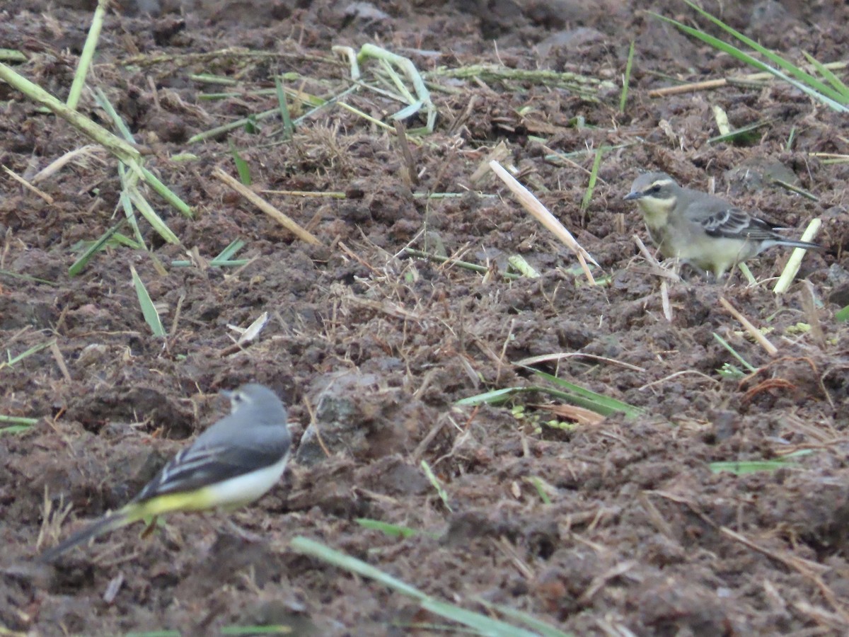 Eastern Yellow Wagtail - ML647175211