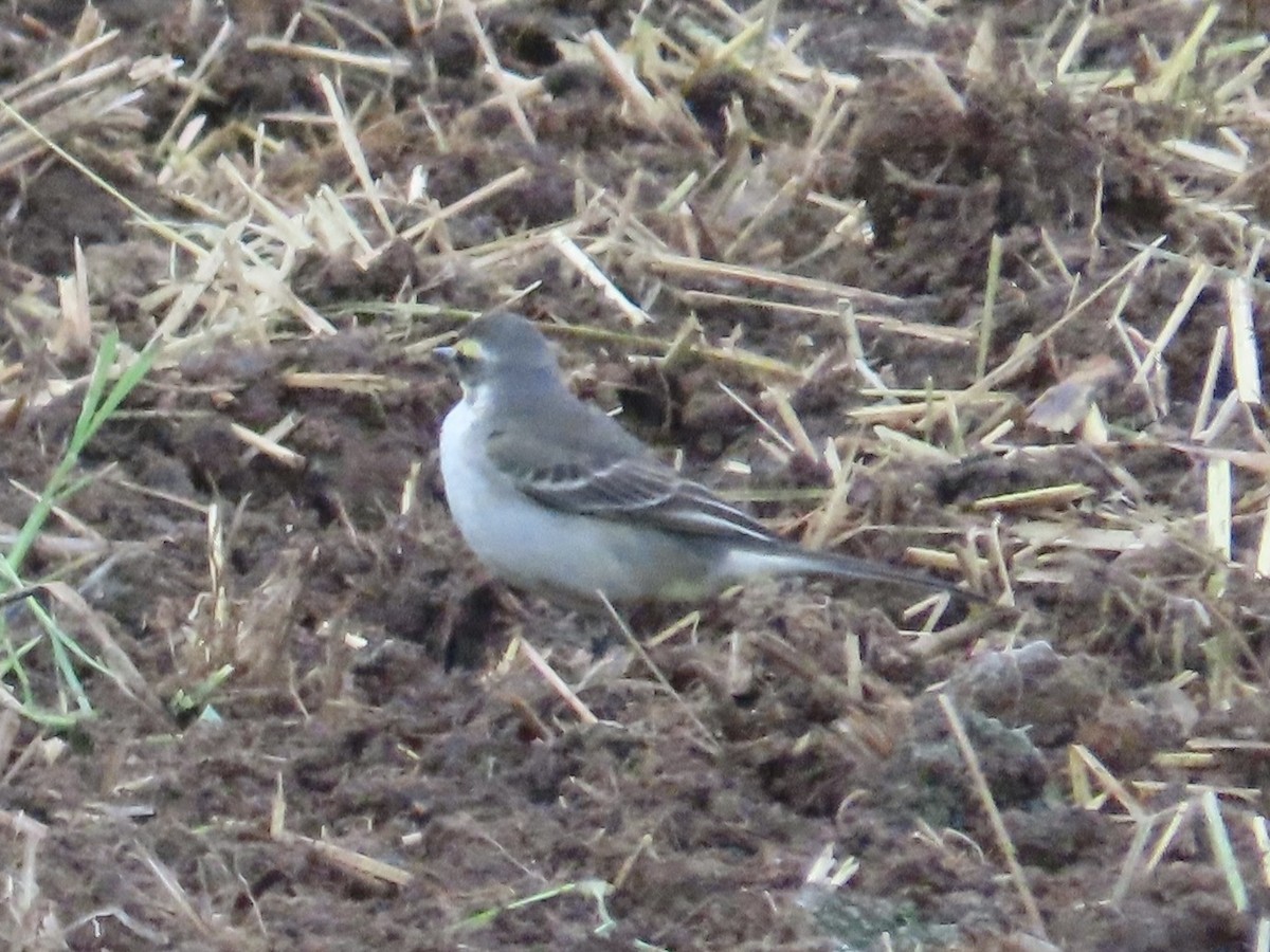 Eastern Yellow Wagtail - ML647175212