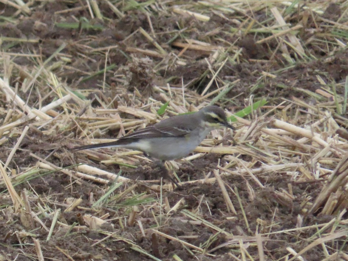 Eastern Yellow Wagtail - ML647175213