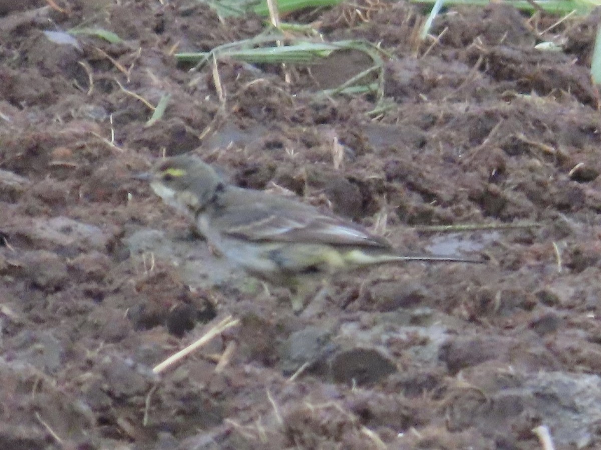 Eastern Yellow Wagtail - ML647175214