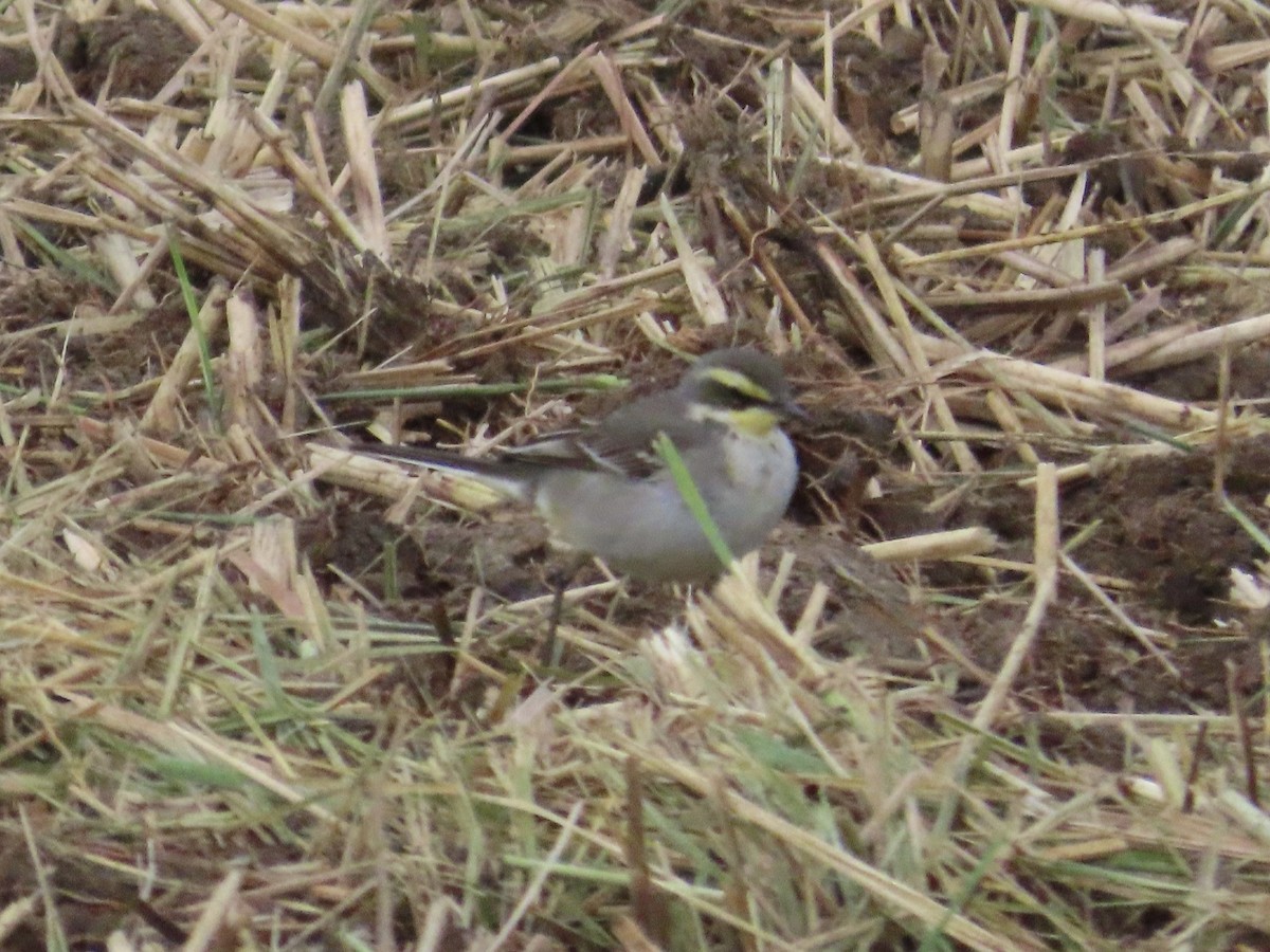 Eastern Yellow Wagtail - ML647175215