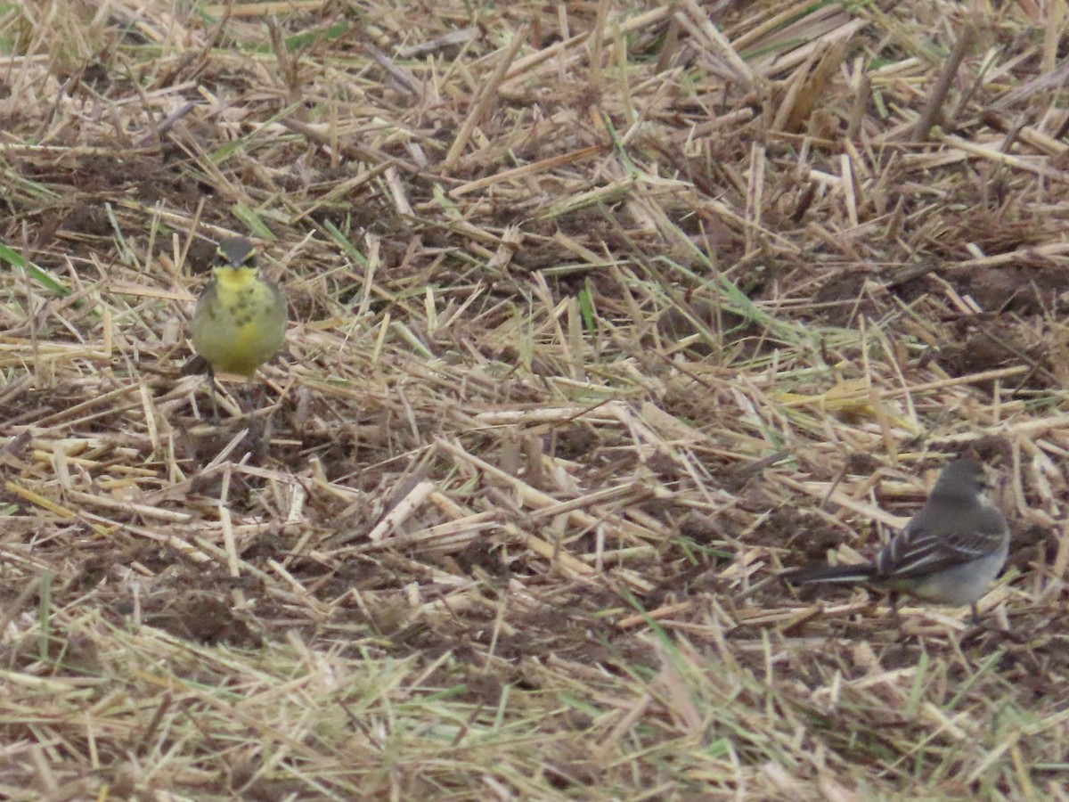 Eastern Yellow Wagtail - ML647175216