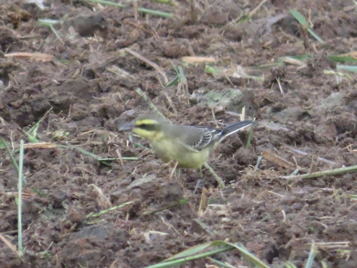 Eastern Yellow Wagtail - ML647175217