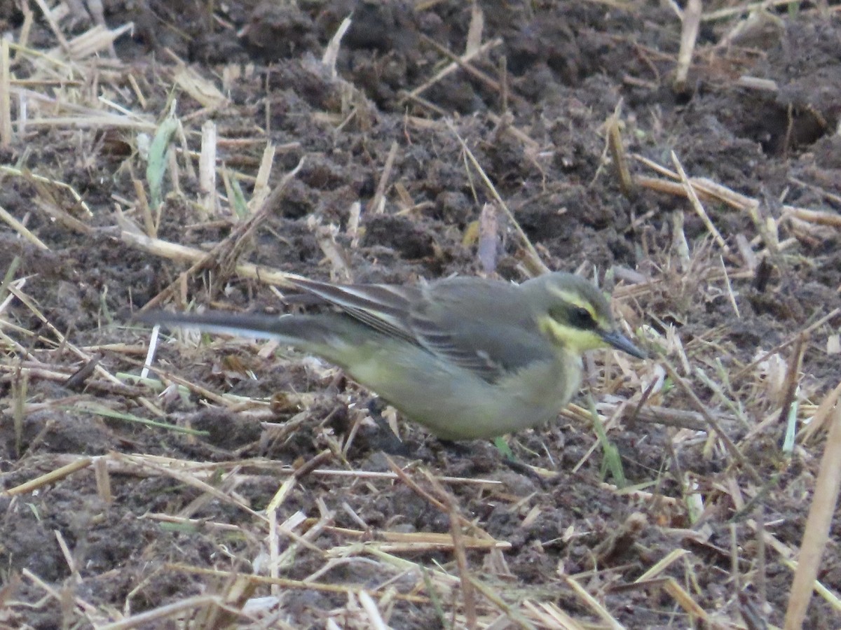 Eastern Yellow Wagtail - ML647175218