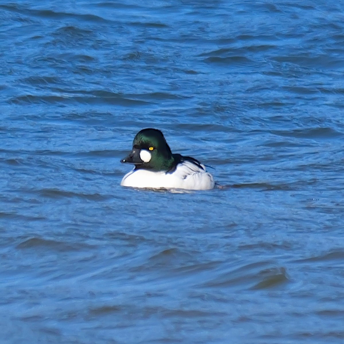 Common Goldeneye - ML647175219