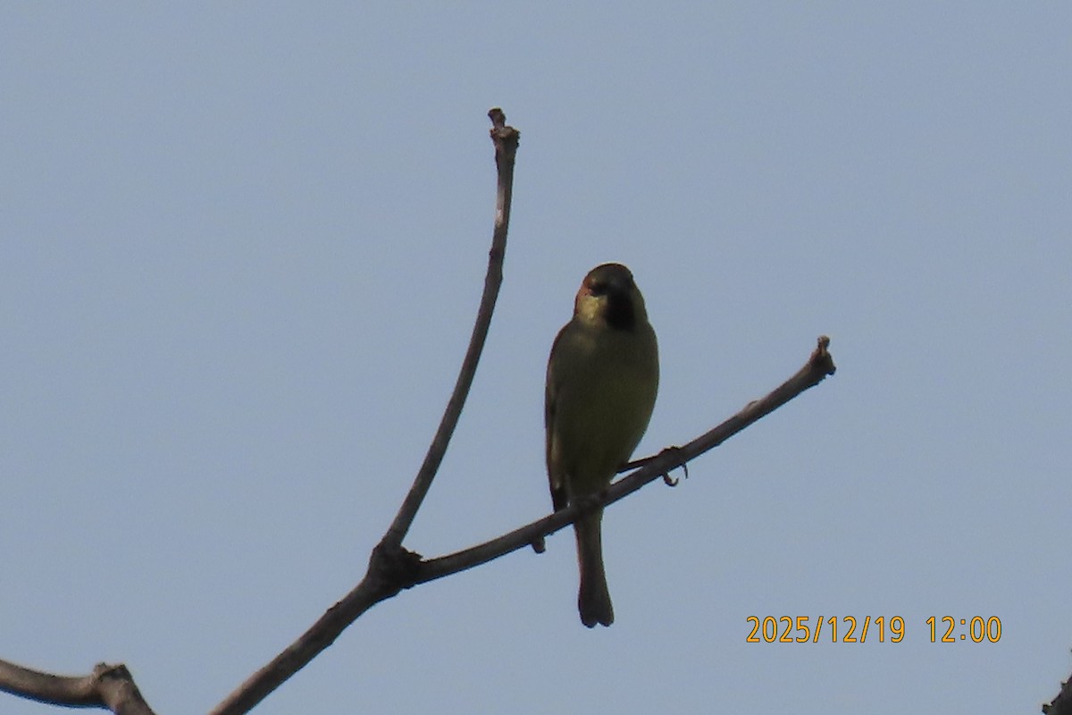 セアカスズメ - ML647175234