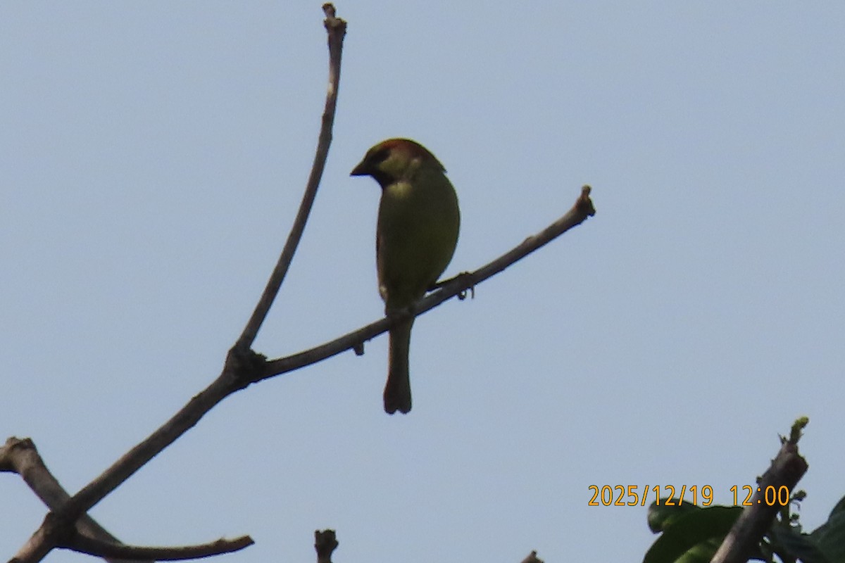 セアカスズメ - ML647175236