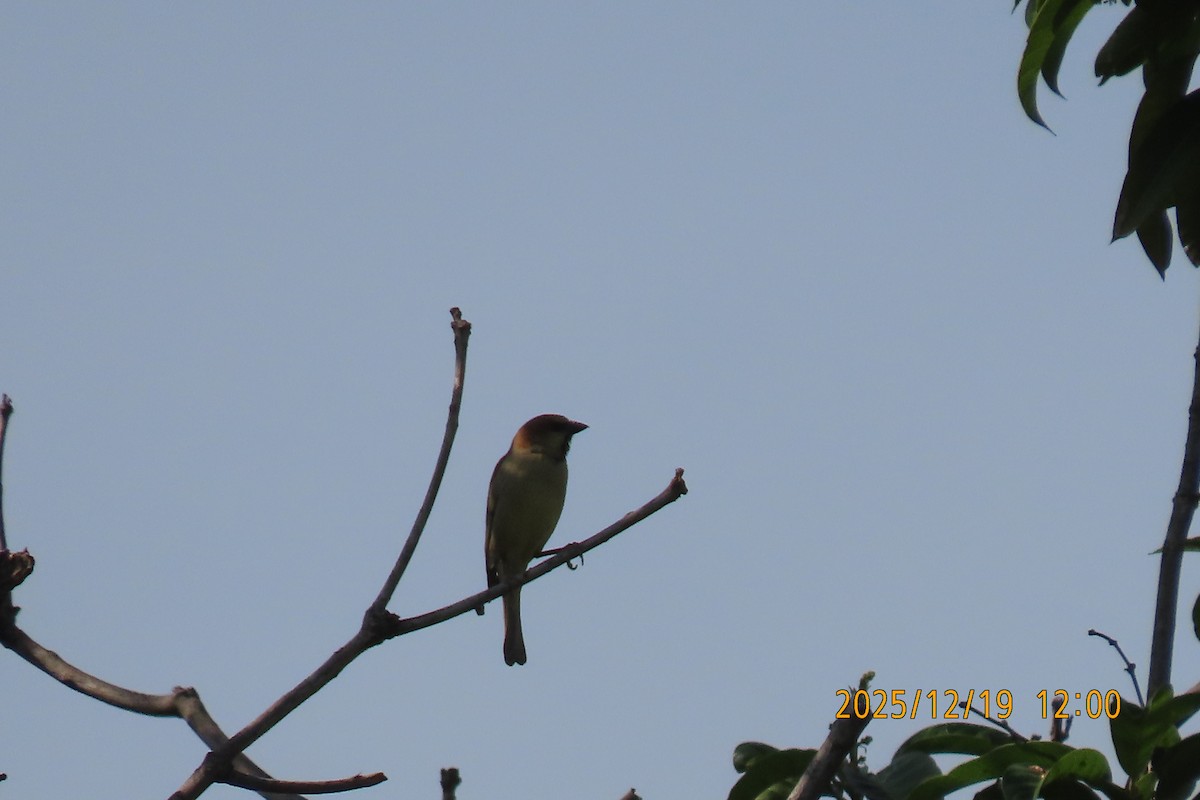 セアカスズメ - ML647175237