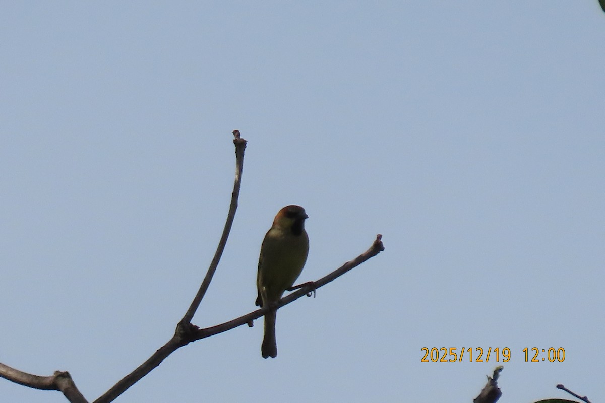 セアカスズメ - ML647175238