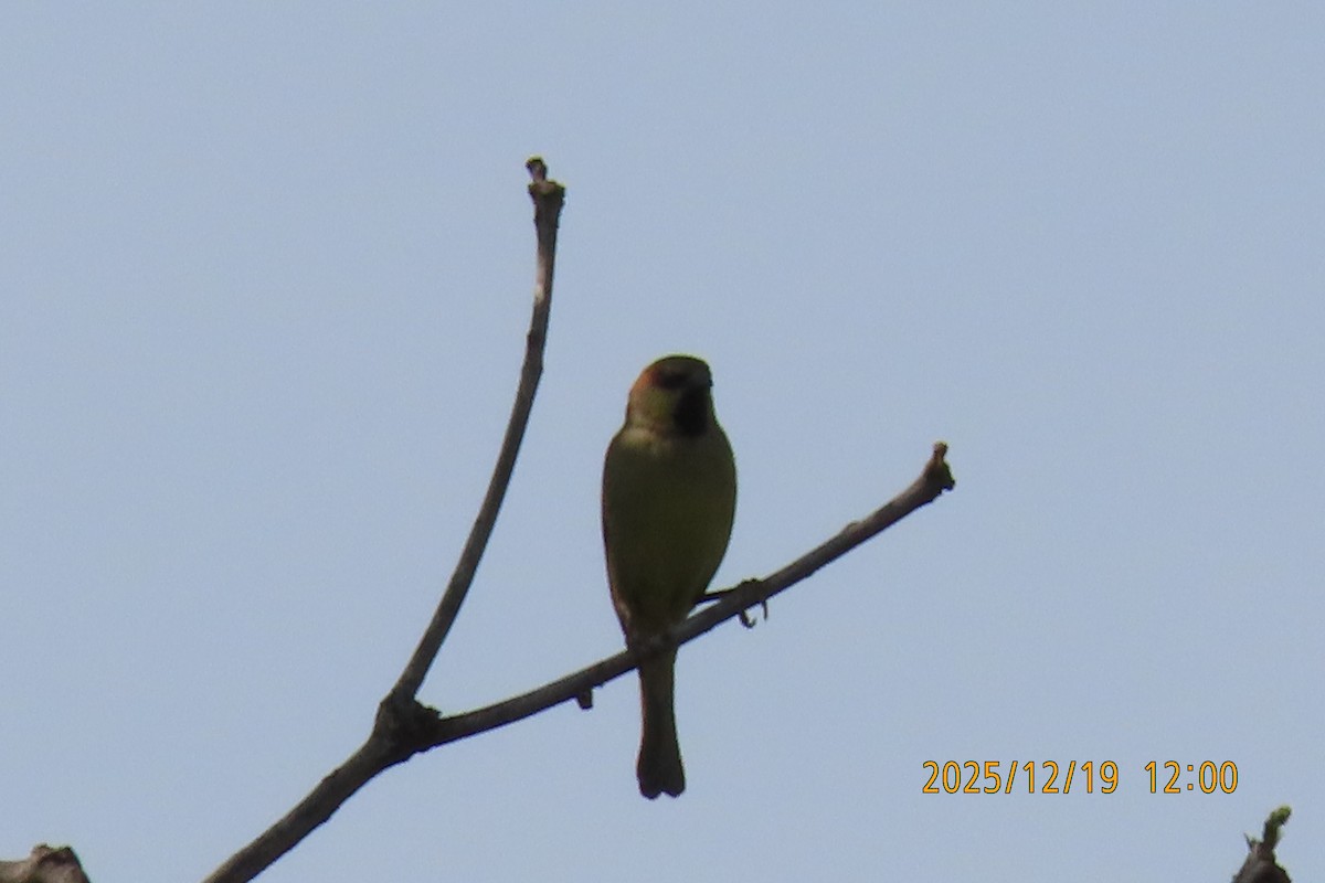 セアカスズメ - ML647175239