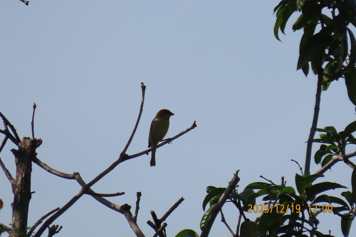 セアカスズメ - ML647175240