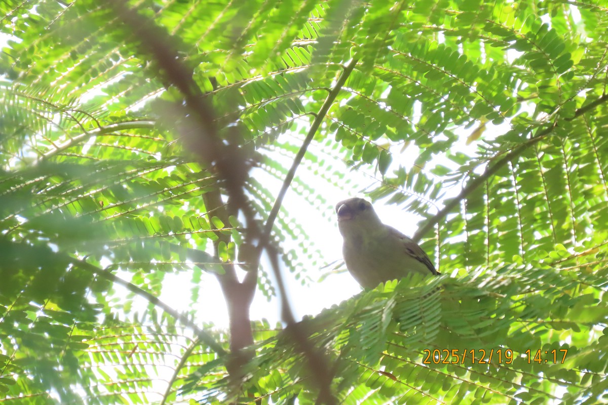 セアカスズメ - ML647175241