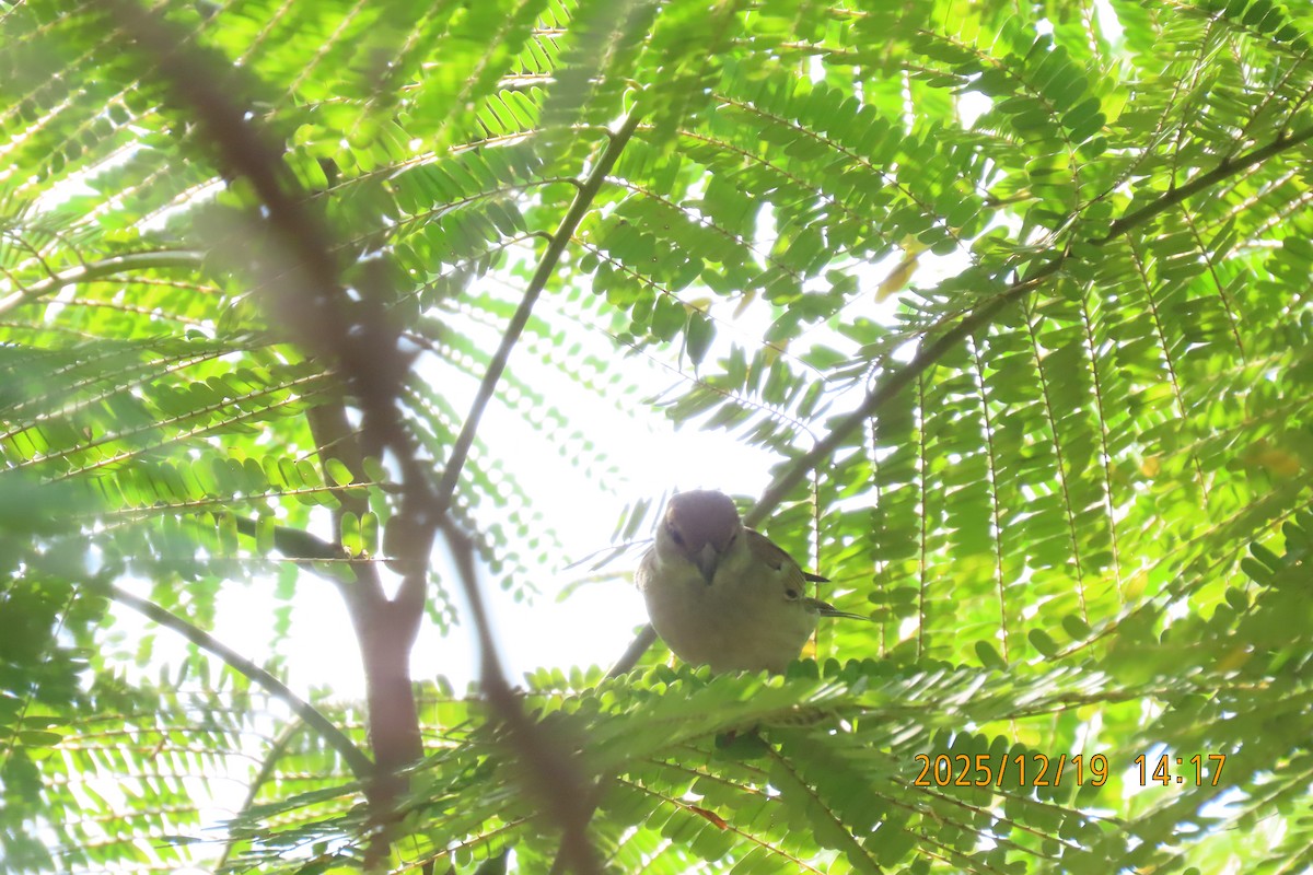 セアカスズメ - ML647175242