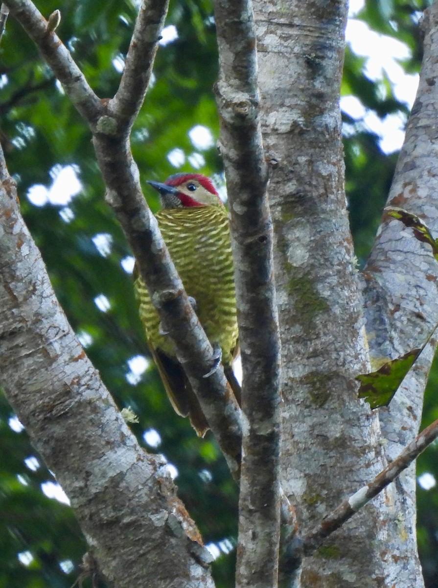 Golden-olive Woodpecker (Golden-olive) - ML647175252