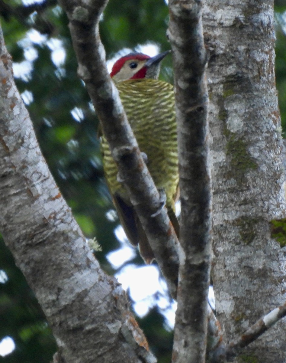 Golden-olive Woodpecker (Golden-olive) - ML647175253