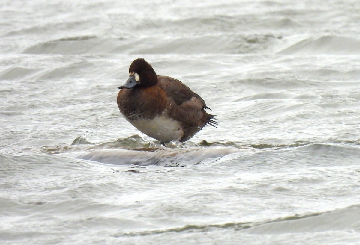צולל בינוני - ML647175259