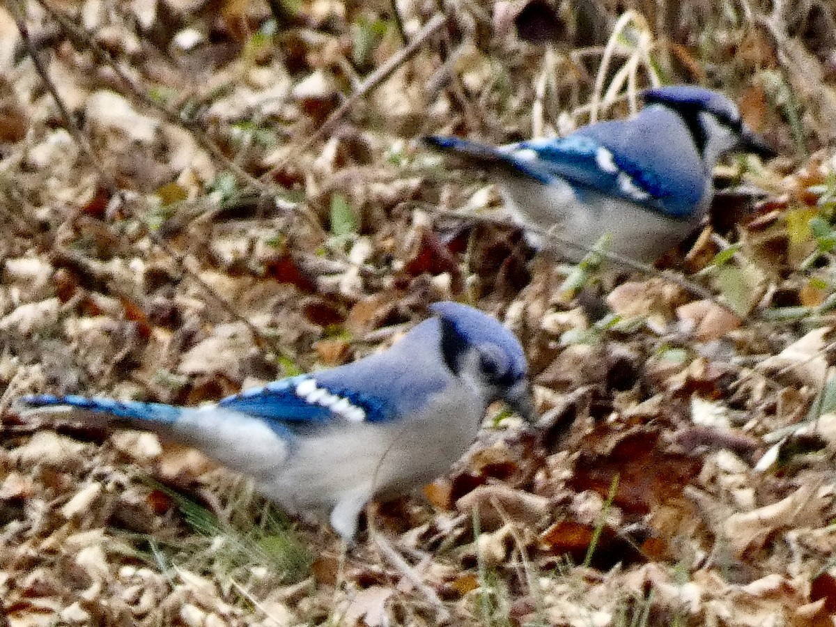 Blue Jay - ML647175275