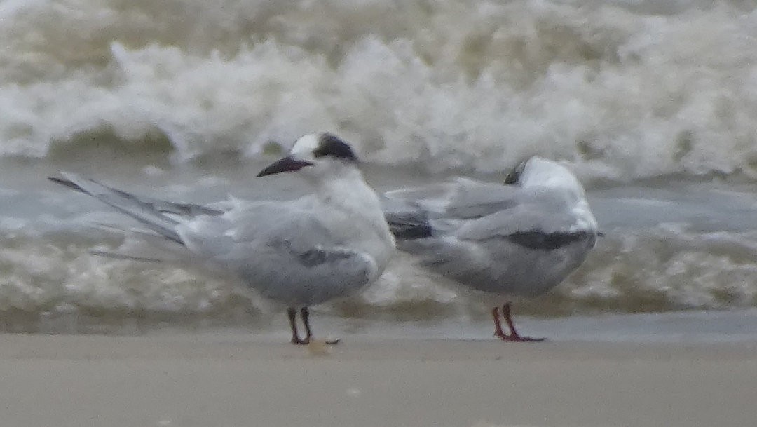 アジサシ - ML647175277