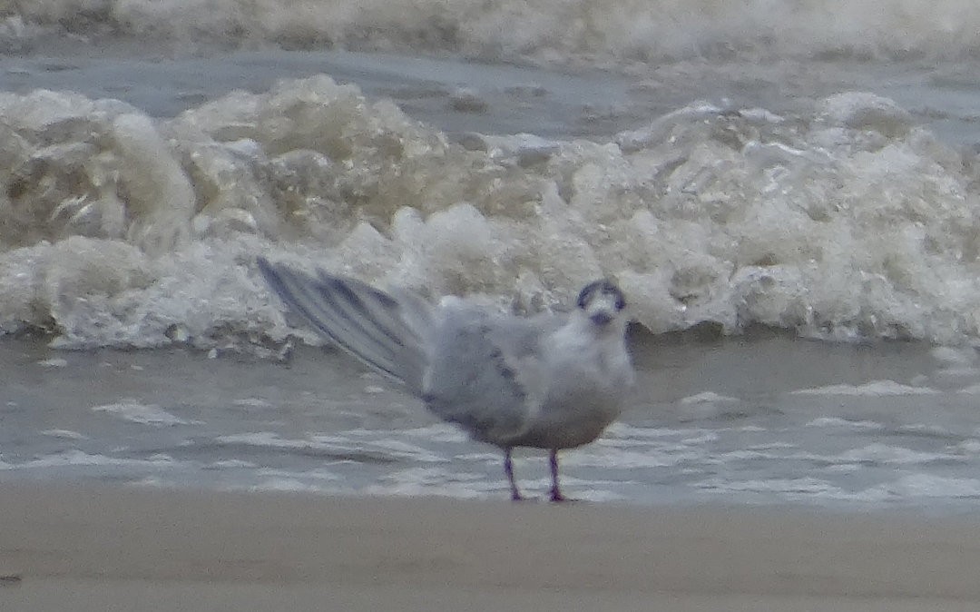 アジサシ - ML647175278