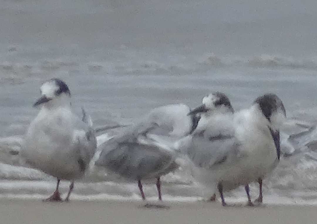 アジサシ - ML647175279