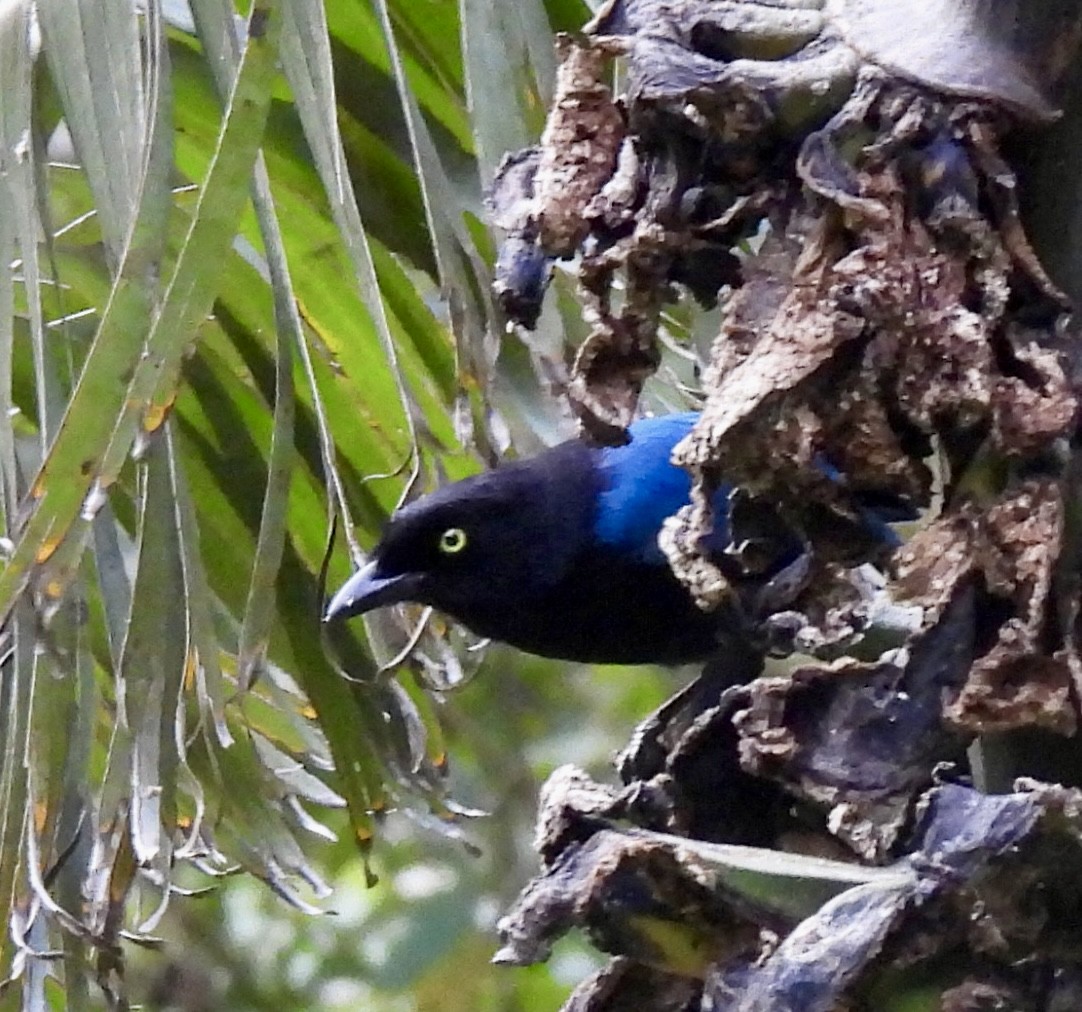 Bushy-crested Jay - ML647175282