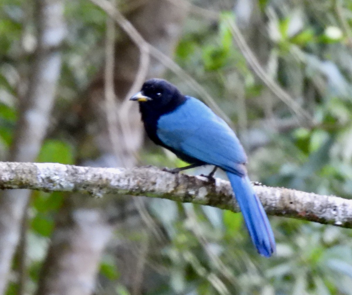 Bushy-crested Jay - ML647175283