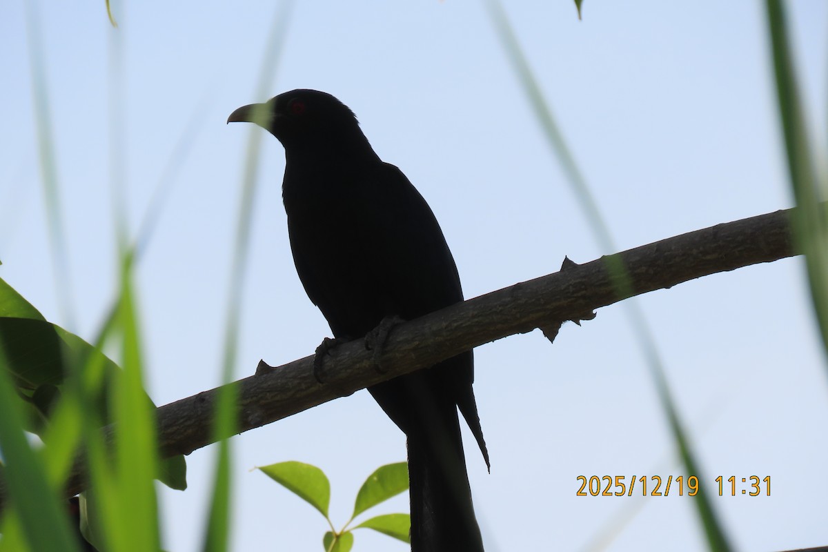 Asian Koel - ML647175294