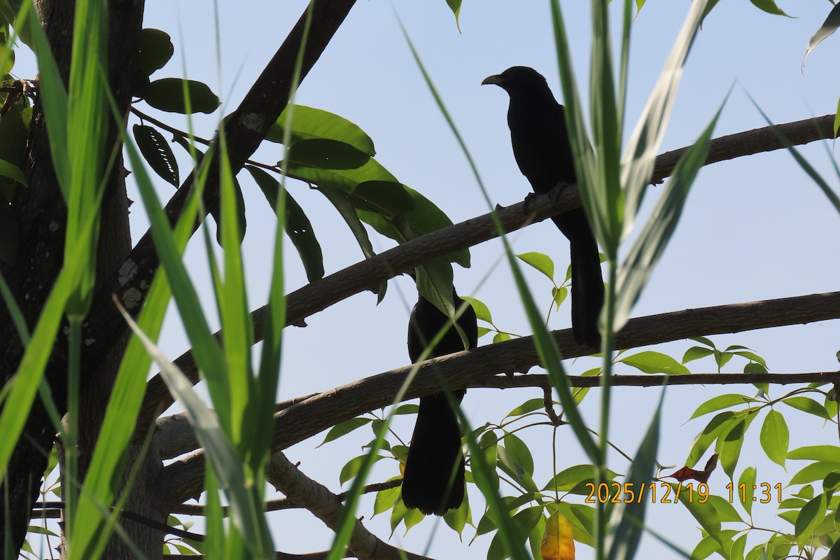 Asian Koel - ML647175295