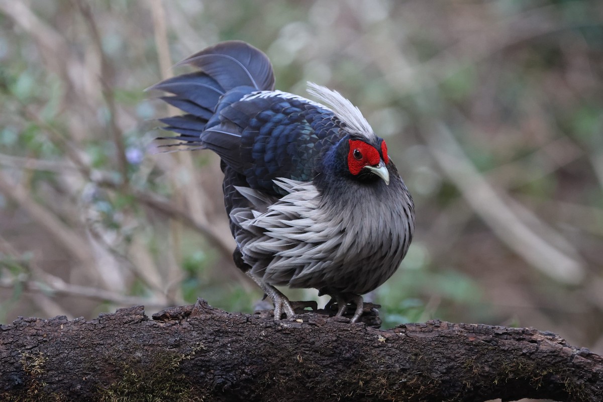 Kalij Pheasant - ML647175307