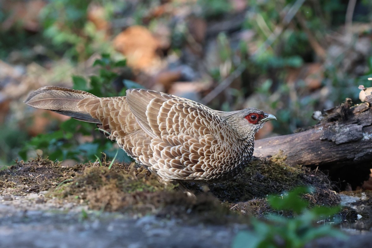 Kalij Pheasant - ML647175308