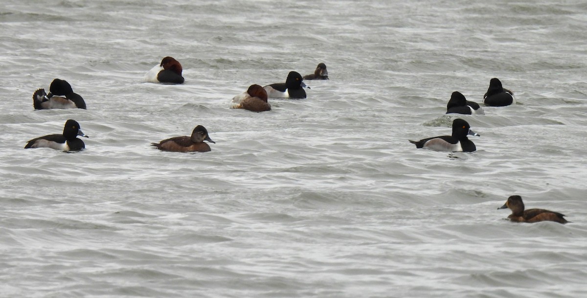 צולל צווארון - ML647175309