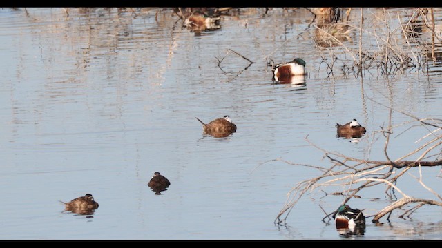 White-headed Duck - ML647175310