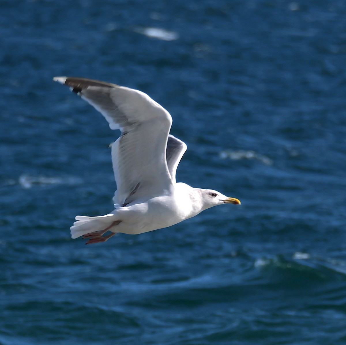 gull sp. - ML647175317