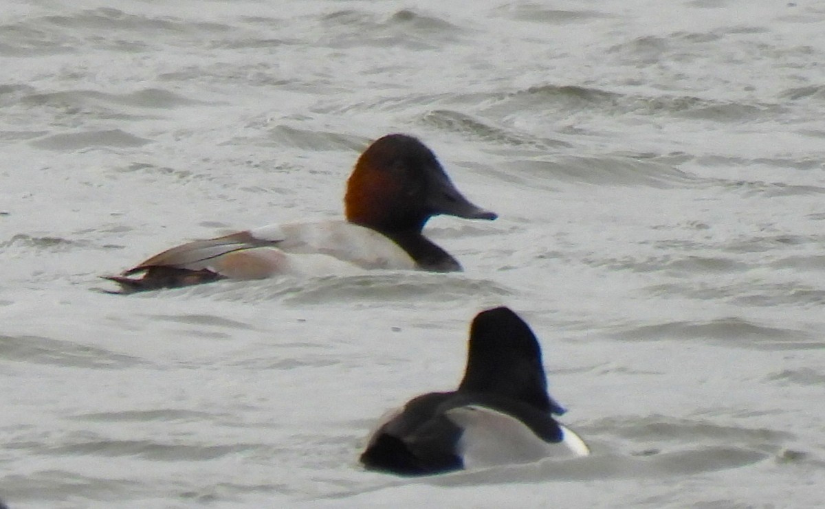 צולל ארוך-צוואר - ML647175327