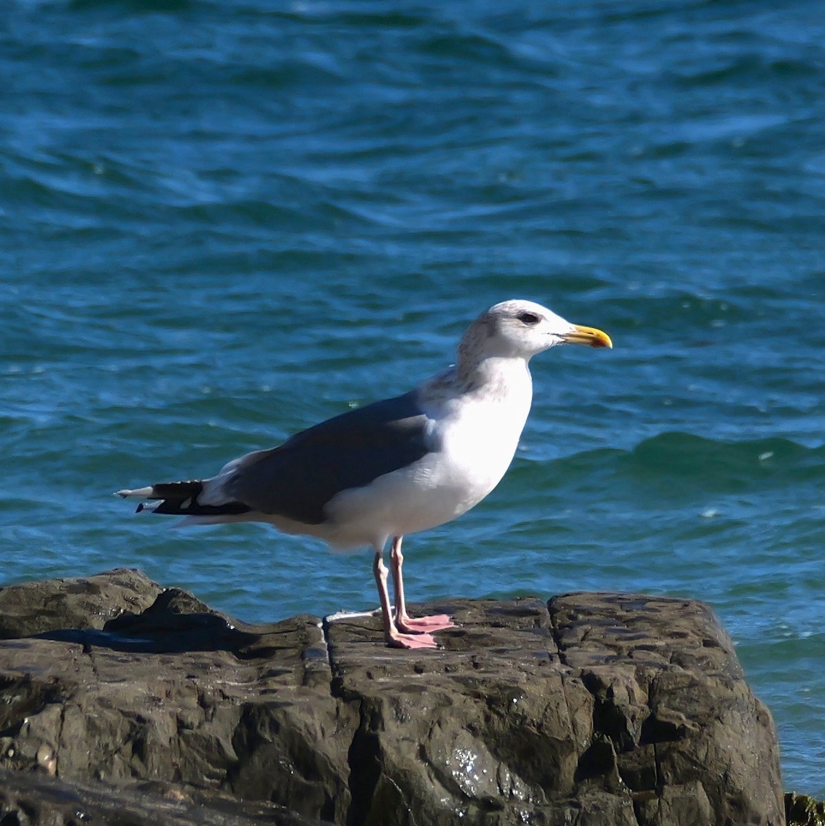 gull sp. - ML647175333