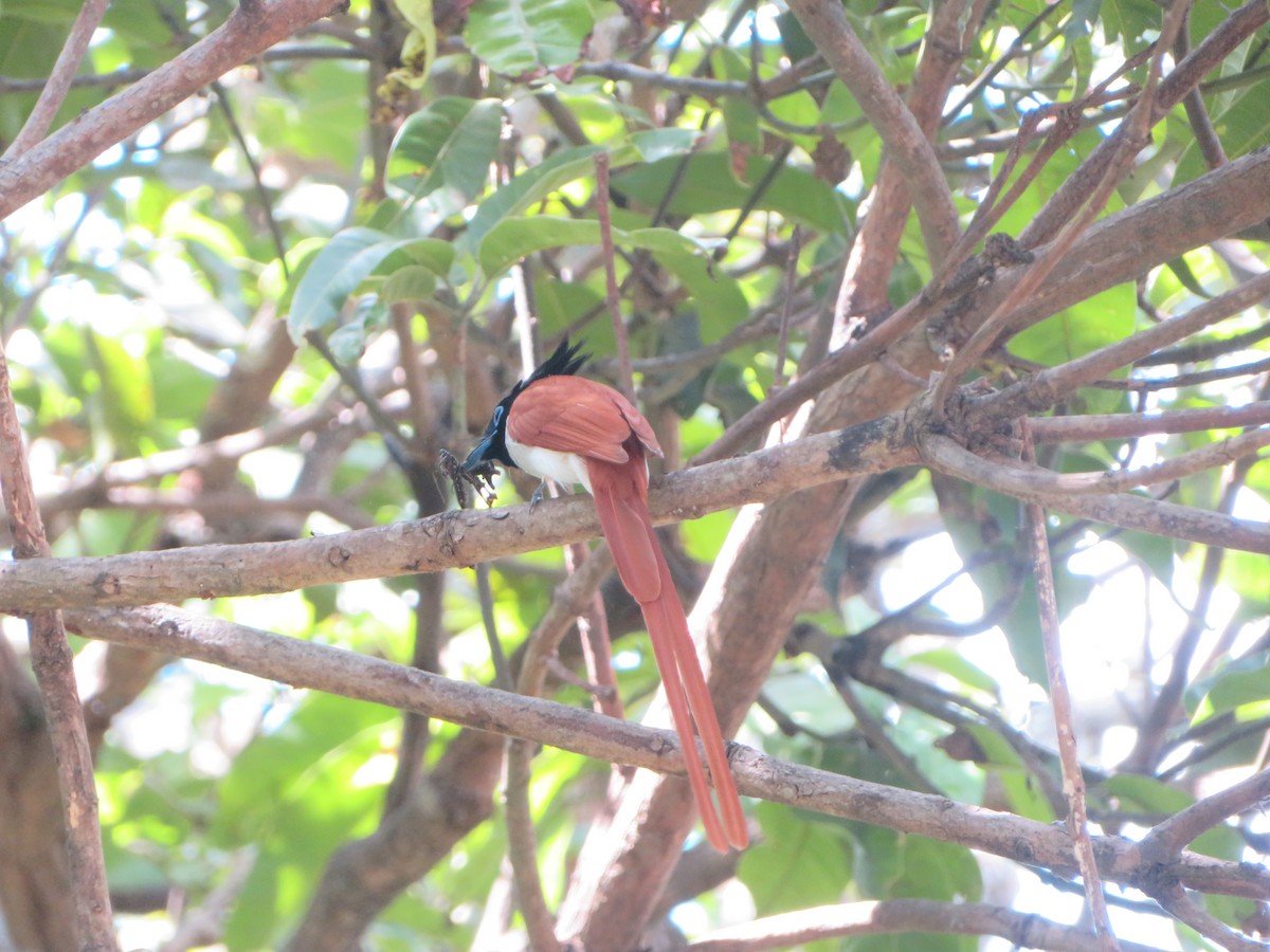 Indian Paradise-Flycatcher - ML647175334