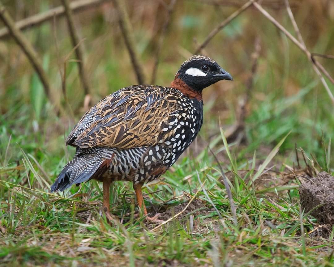 Black Francolin - ML647175337