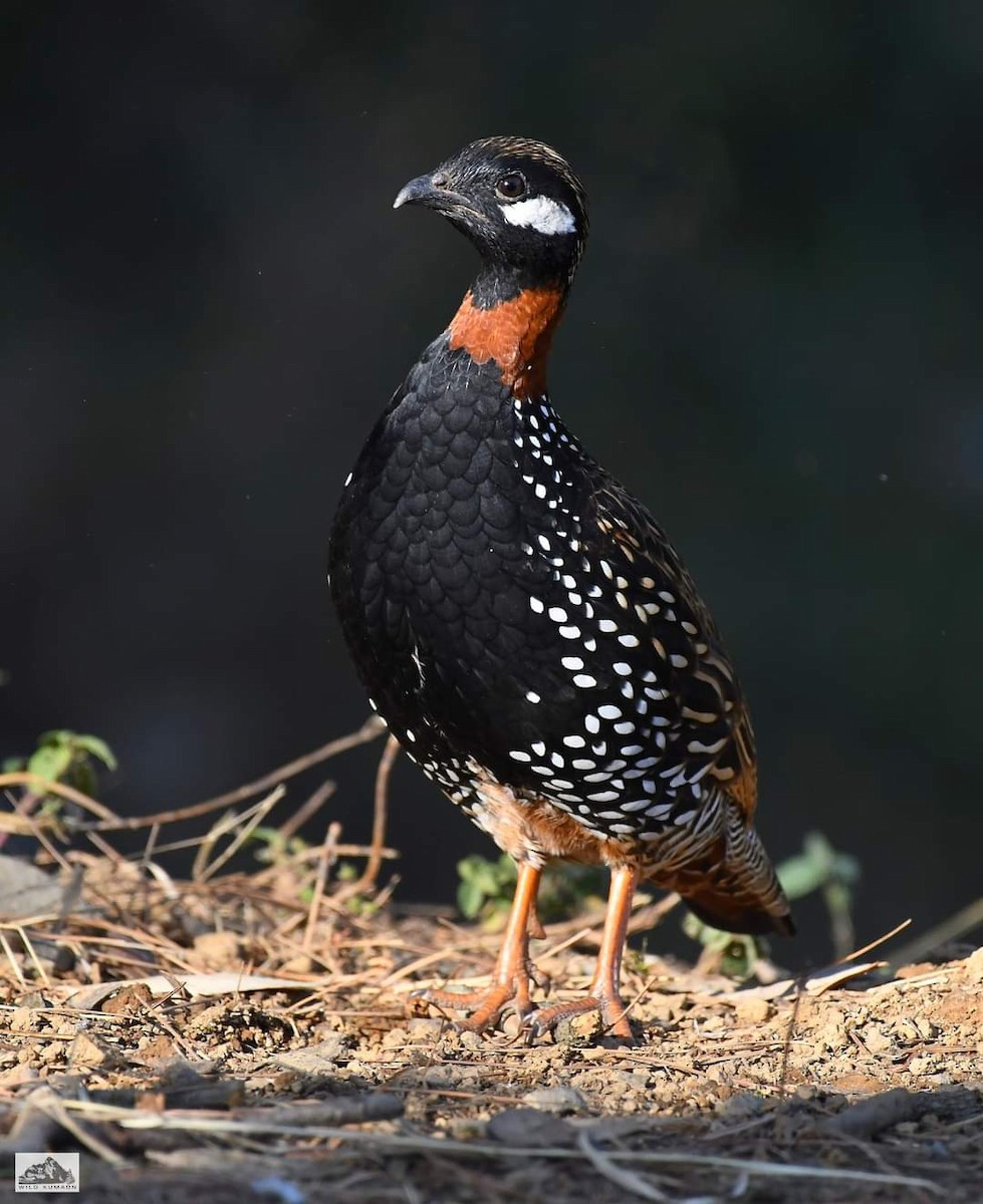 Black Francolin - ML647175338