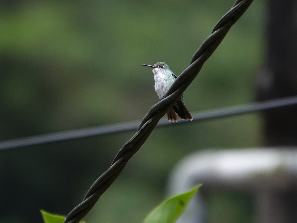 Green-and-white Hummingbird - ML647175343