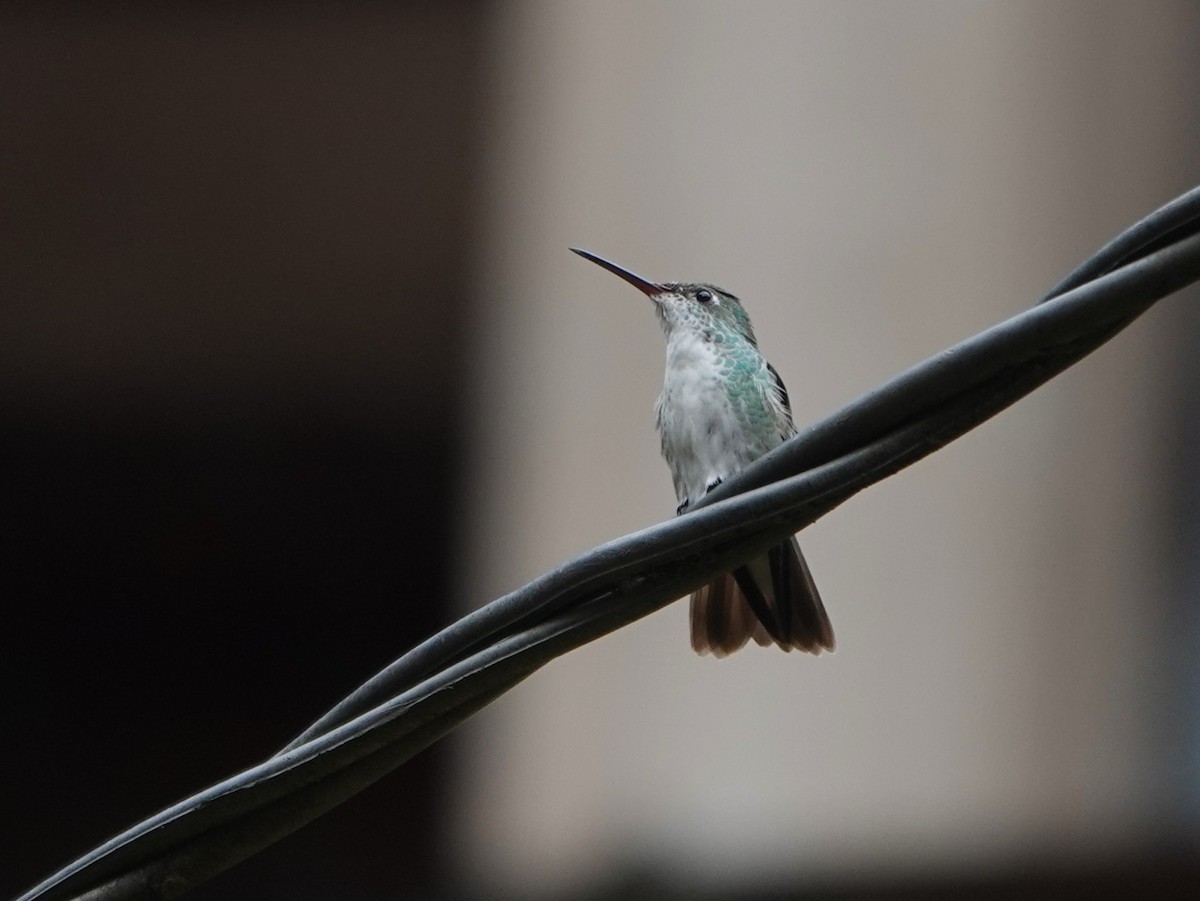Green-and-white Hummingbird - ML647175344
