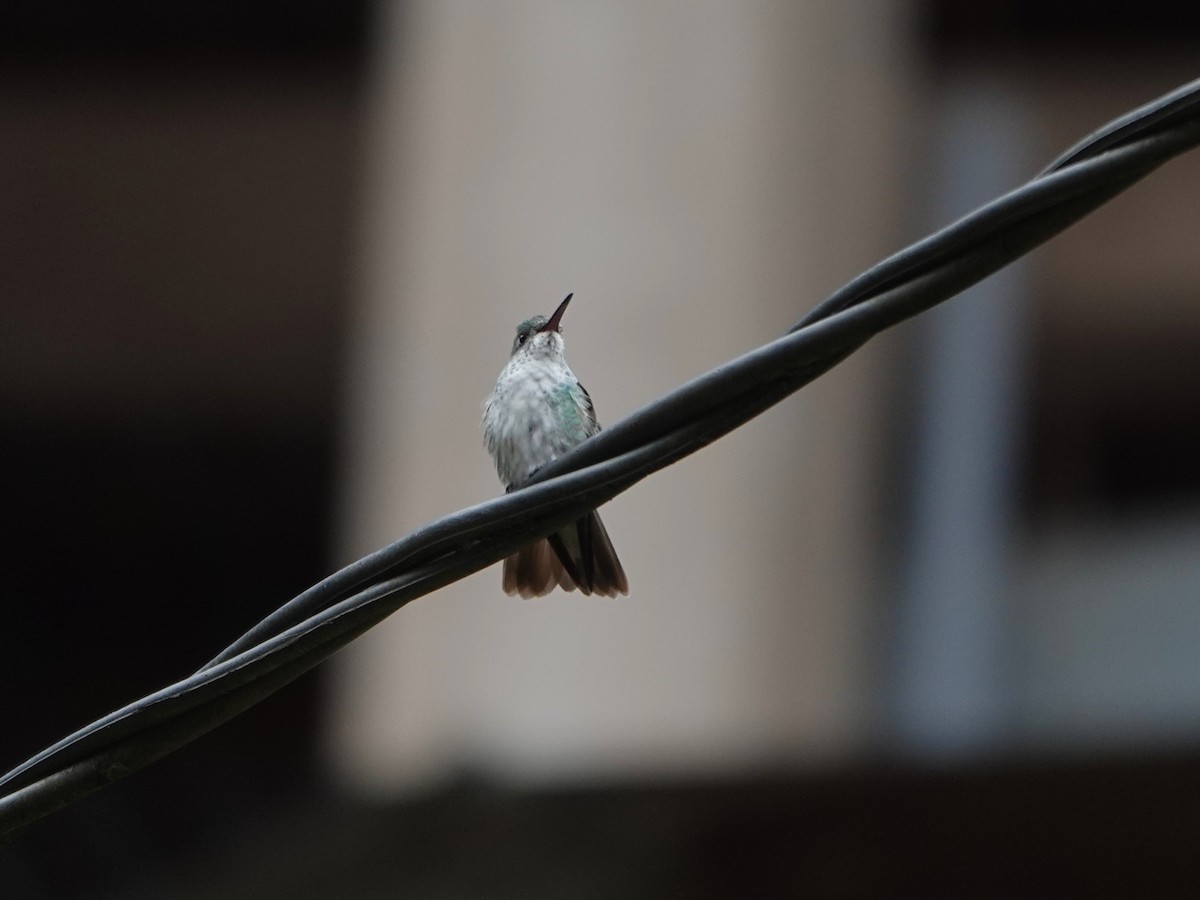 Green-and-white Hummingbird - ML647175345