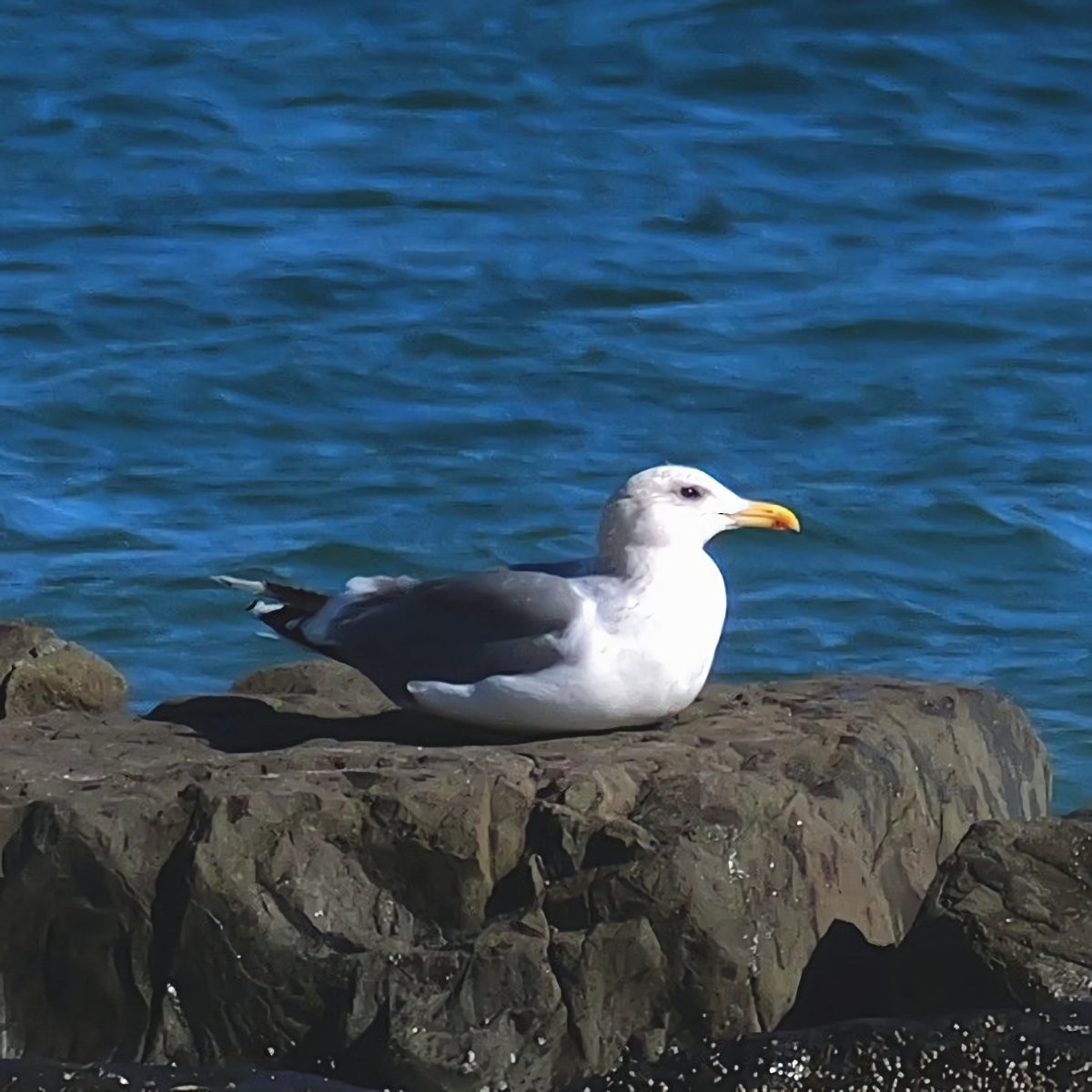 gull sp. - ML647175346